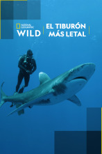 Imagen de El tiburón más letal - 1