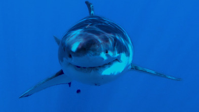 El tiburón más letal