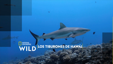 Imagen de Los tiburones de Hawái - 2