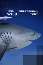 Imagen de Súper tiburón toro - 1