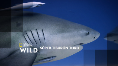 Imagen de Súper tiburón toro - 2