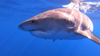 Imagen de Los tiburones de Hawái - 3