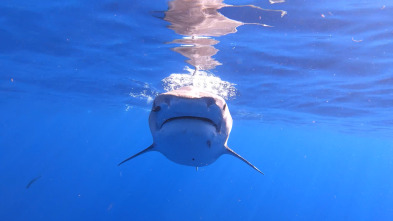 Imagen de Los tiburones de Hawái - 4