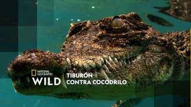 Imagen de Tiburón contra cocodrilo - 2