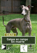 Imagen de Galgos en campo sin muerte - 1
