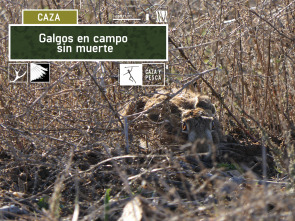 Imagen de Galgos en campo sin muerte - 2