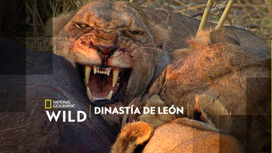 Imagen de Dinastía de león - 7