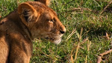 Imagen de Dinastía de león - 8