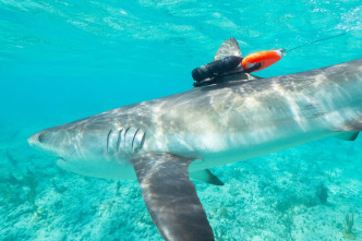 Imagen de Animales con cámaras  - 3