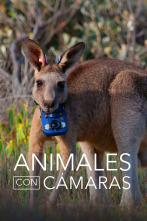 Imagen de Animales con cámaras  - 1