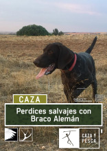 Imagen de Perdices salvajes con Braco Alemán - 1