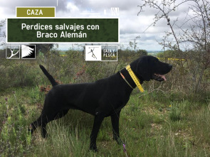 Imagen de Perdices salvajes con Braco Alemán - 2