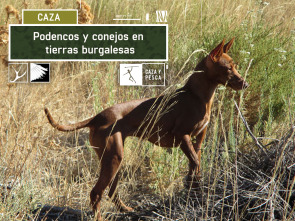 Podencos y conejos en tierras burgalesas