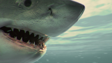 Imagen de Sharkwater - 9