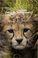 Imagen de Immani, la guepardo - 1