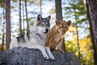 Imagen de (LSE) - El lobo y el león - 7