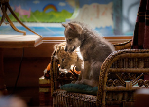 Imagen de (LSE) - El lobo y el león - 12