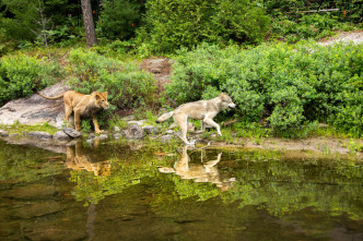 Imagen de (LSE) - El lobo y el león - 14