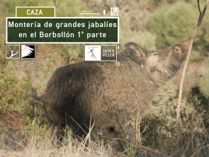 Imagen de Montería de grandes jabalies en El Borbollón. 1ª parte - 2