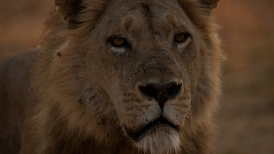 Imagen de La guerra de los leones - 3