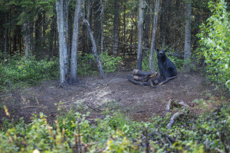 Quebec a vista de... (T11): Caza del oso negro en las Laurentides