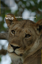 Imagen de Malika: la reina leona  - 1
