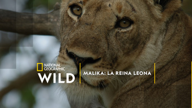 Imagen de Malika: la reina leona  - 2