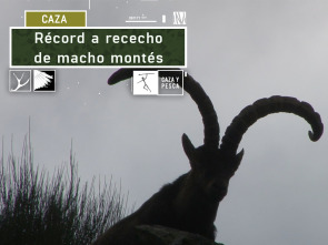 Imagen de Récord a rececho de macho montés - 2