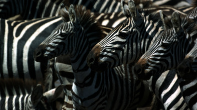 Cebras del Serengeti