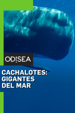 Cachalotes: gigantes del mar