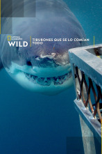 Imagen de Tiburones que se lo comían todo - 1