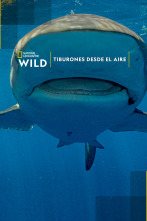 Tiburones desde el aire