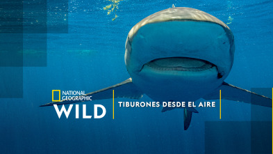 Tiburones desde el aire