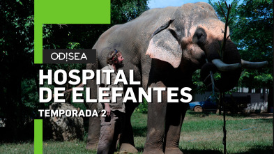 Hospital de elefantes 