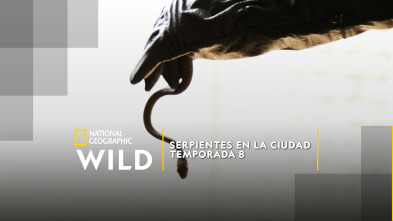 Imagen de Serpientes en la ciudad  - 2
