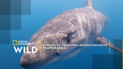Ataques de tiburones: acceso exclusivo - Sospechosos inusuales
