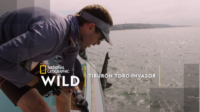 Imagen de Tiburón toro invasor - 2