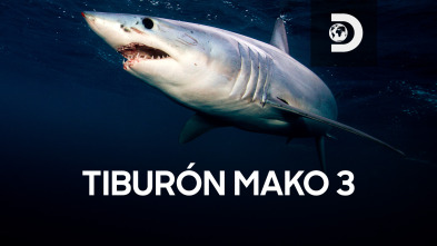 Imagen de Tiburón Mako: depredador perfecto - 2