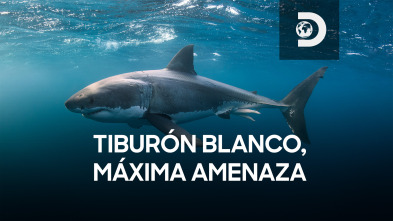 Imagen de Tiburón blanco, máxima amenaza - 2