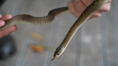 Australia: cazadores de serpientes - Invasión de serpientes