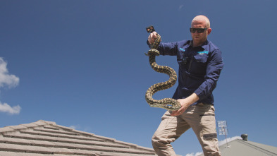 Australia: cazadores de serpientes - Identidad equivocada