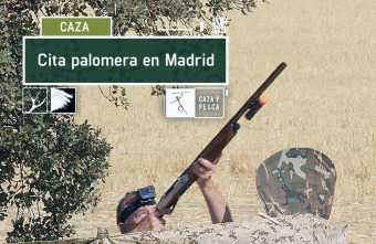 Imagen de Cita palomera en Madrid - 2