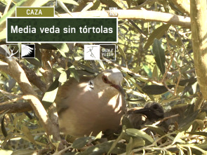 Imagen de Media veda sin Tórtolas - 2