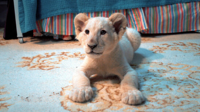 Mi pequeño león blanco