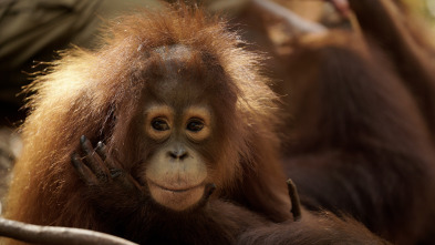 Escuela de orangutanes: Ep.1