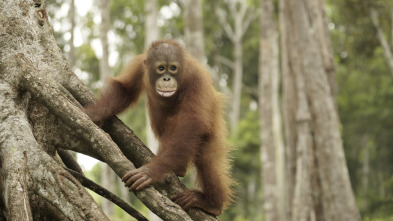 Escuela de orangutanes: Ep.9