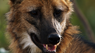 Perros salvajes: Conociendo a la familia