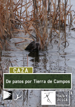 Imagen de De patos por Tierra de campos - 1