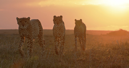 Serengueti: Refugio