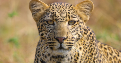 Serengueti: Infierno